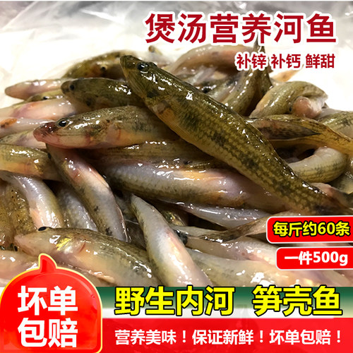 鲜活笋壳鱼狗母鱼煲汤食材林哥鱼