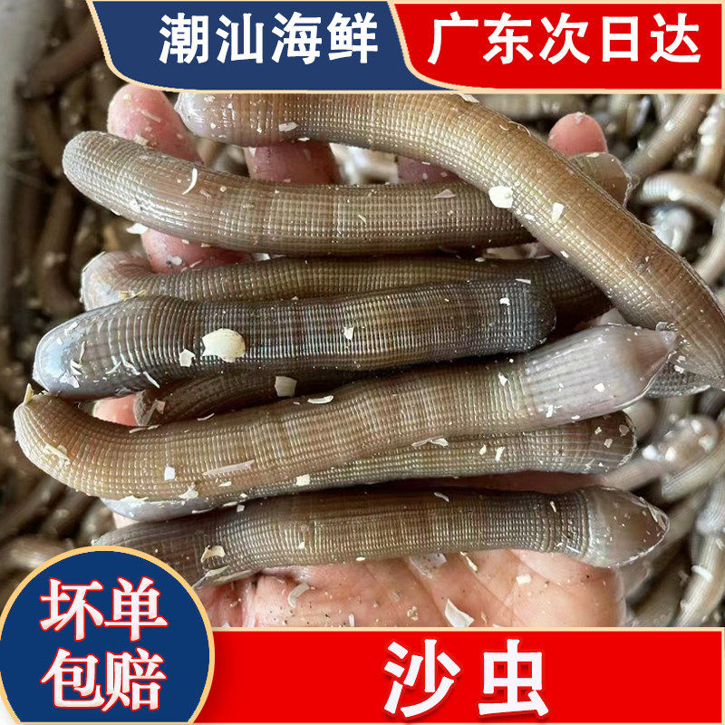沙虫鲜活新鲜海虫子土笋冻