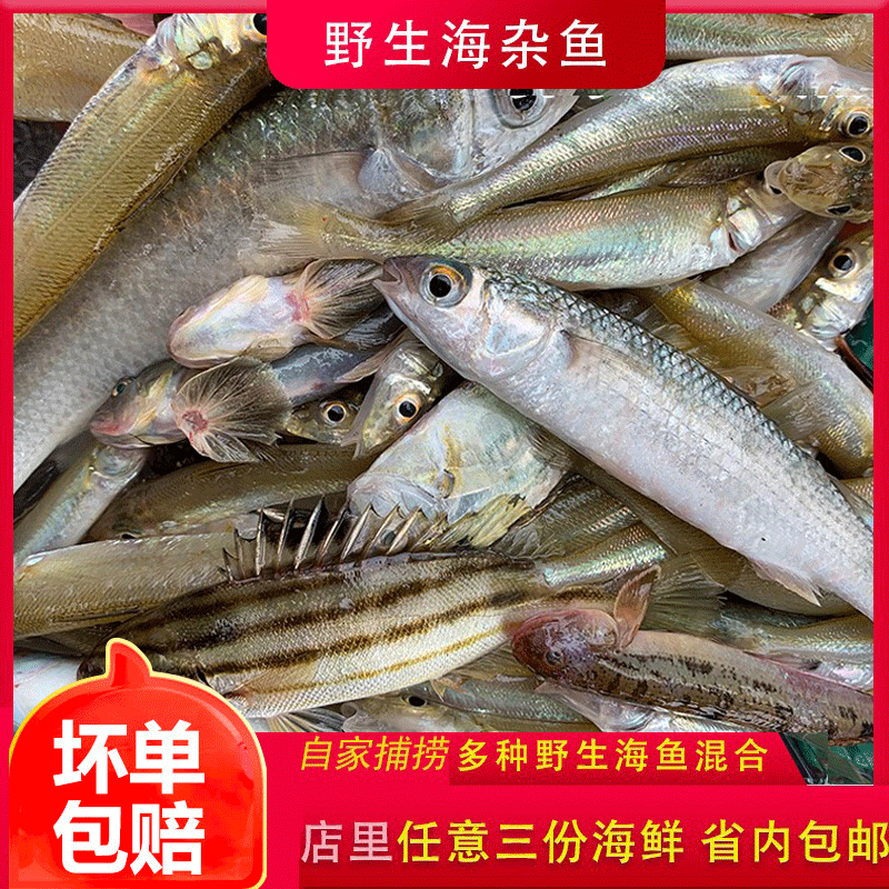 潮汕自抓海杂鱼新鲜冷冻海鲜拼盘水产鲜活深海鱼广东省小杂鱼鲜活