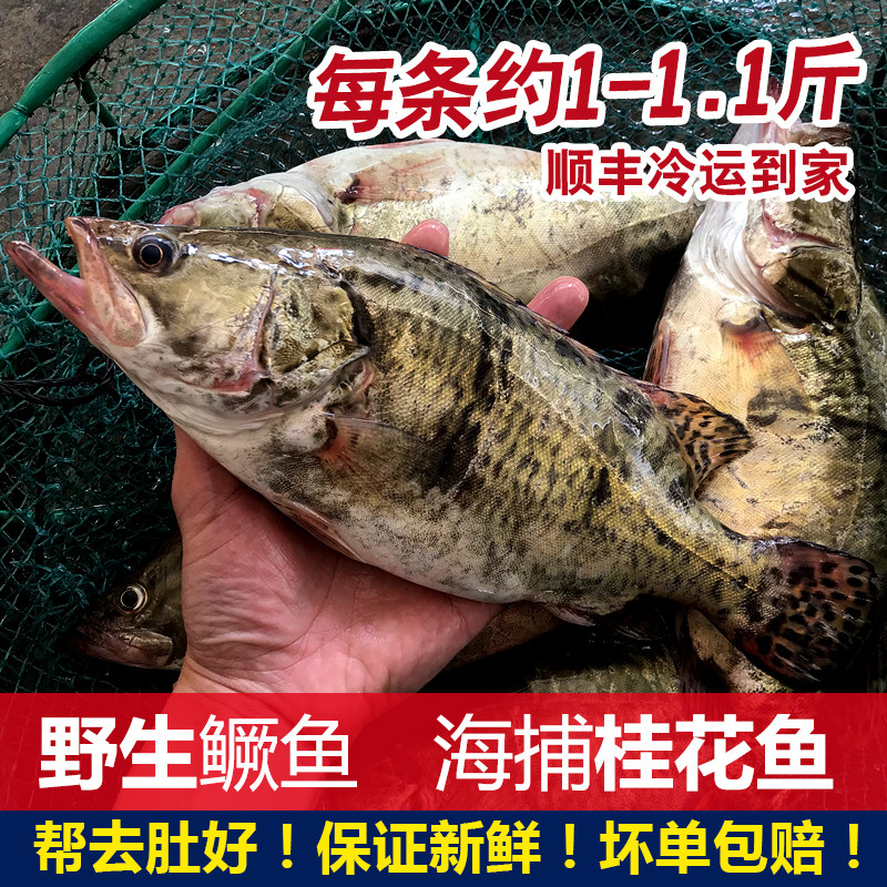潮汕海鲜鲜活海鲜当天现捕桂花鱼生猛海鳜鱼新鲜水产海鲜500克