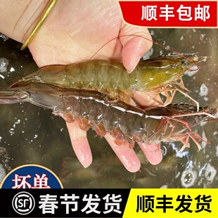 虾鲜活新鲜海水中对虾新鲜海鲜水产冷冻白刺虾青虾非基围虾盒装
