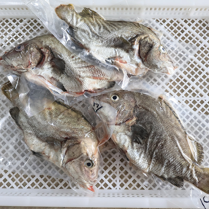 包公鱼【活冻】斑加吉黑包公雕鱼海鱼潮汕特产海产