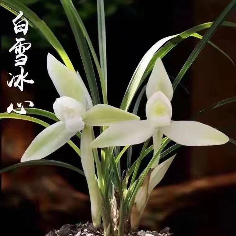 【白雪冰心】兰花春兰素白花 雪影经典好养室内桌面花卉绿植盆栽