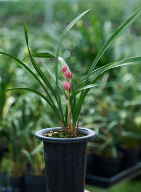 1号~【直播一物一拍】兰花现场 春兰建兰墨兰寒兰惠兰莲瓣兰花苞