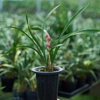 兰花基地现场直播一物一拍