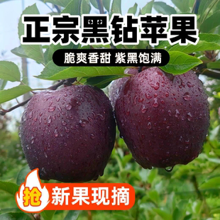 甘肃天水黑钻苹果新果现摘脆爽清甜正宗黑卡红蛇果水果整箱直发