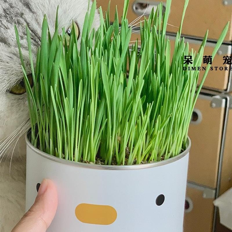 cat grass can lazy people have planted ready to eat potted