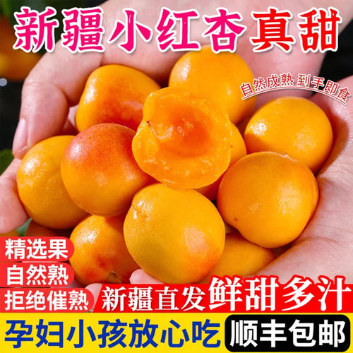 新疆小红杏现摘当季新鲜水果杏