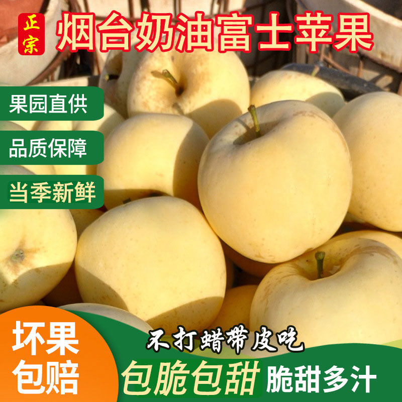 正宗山东烟台黄金奶油富士苹果10斤脆甜当季新鲜水果产地直供包邮