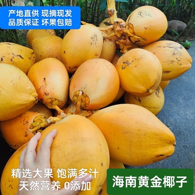 万宁黄金椰子现摘现发海南特产新鲜椰子三亚带皮黄椰子水孕妇水果