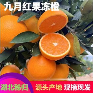 正宗秭归九月红果冻橙湖北宜昌橙子当季新鲜水果纯甜现摘现发孕妇