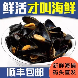 净重3斤青口贝鲜活新鲜非特大海虹淡菜野生贻贝海红海鲜水产贝类