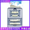 全口义齿树脂牙铁盒装 牙科材料健美合成树脂牙精品塑钢牙 四层色