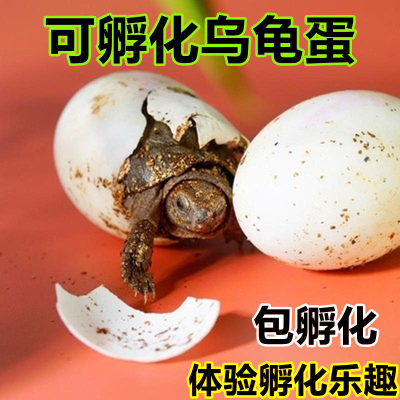 乌龟蛋可孵化乌龟蛋套装受精龟蛋鳄龟火焰剃刀龟儿童小宠物龟活物图片
