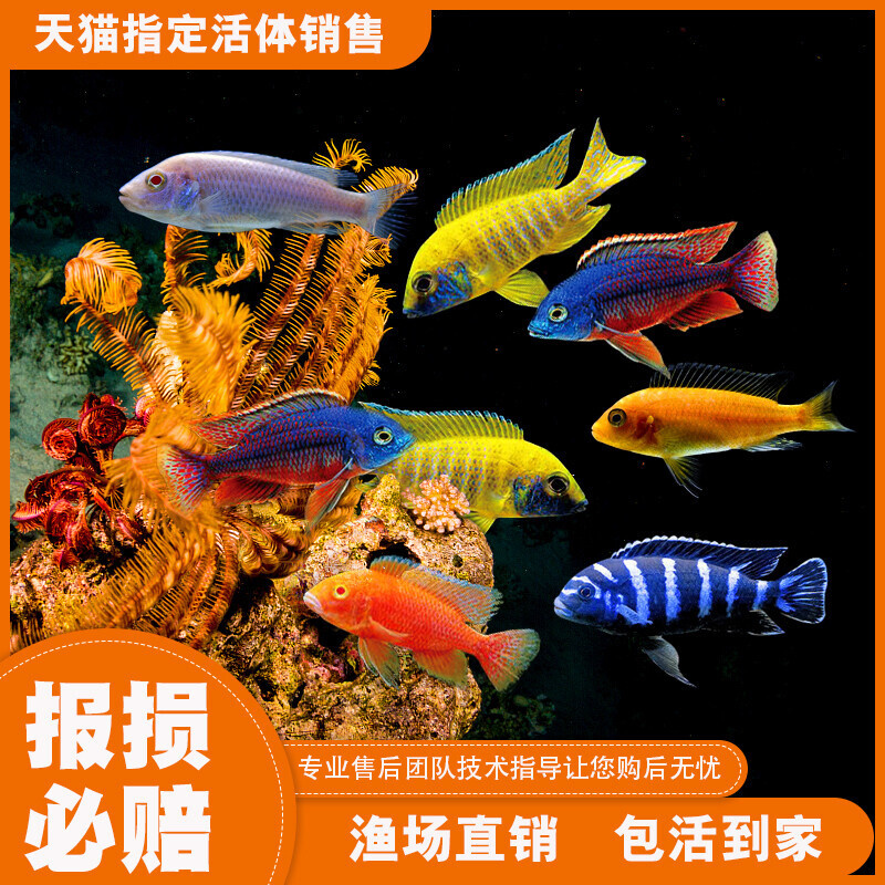 三湖慈鲷马鲷鱼坦鲷杂鲷淡水台系纯种孔雀岩栖小型热带观赏鱼活体