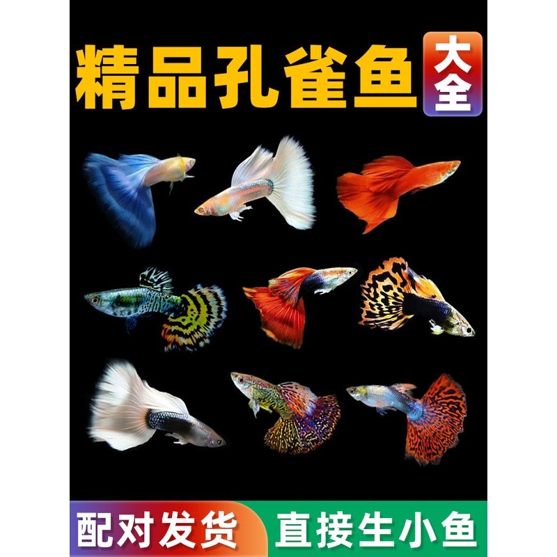 孔雀鱼活鱼热带观赏鱼活体小型淡水冷水好养耐活耐养斑马鱼苗凤尾