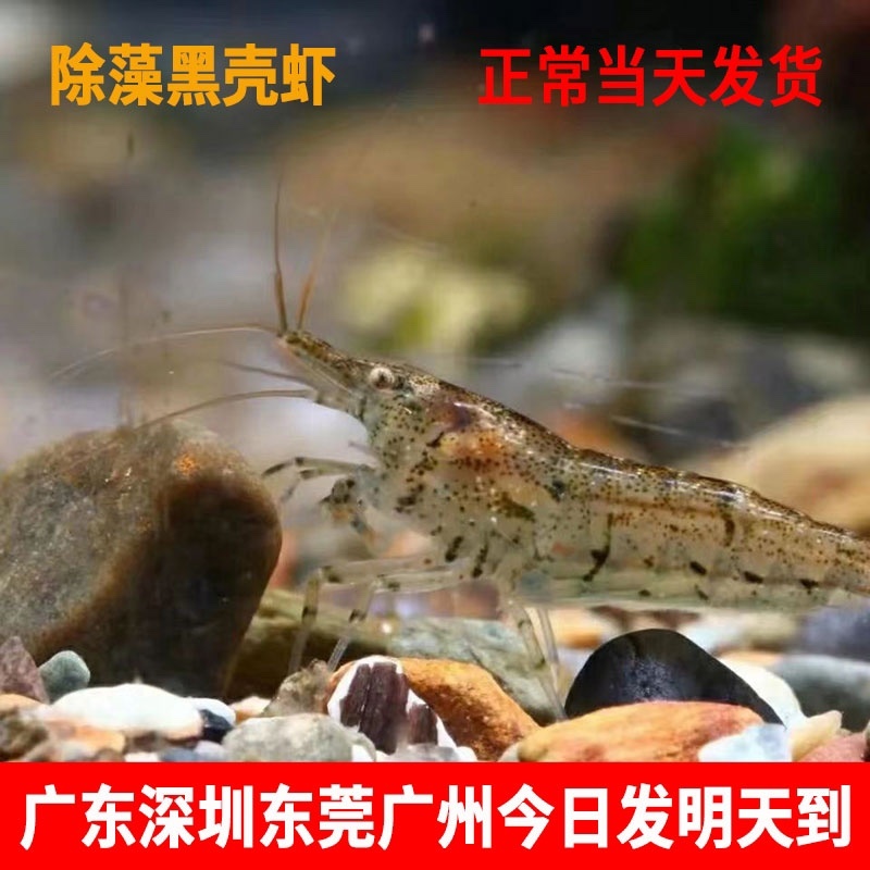 两广黑壳虾除藻虾鱼缸水草清洁工具迷你观赏米虾宠物活体饲料淡水
