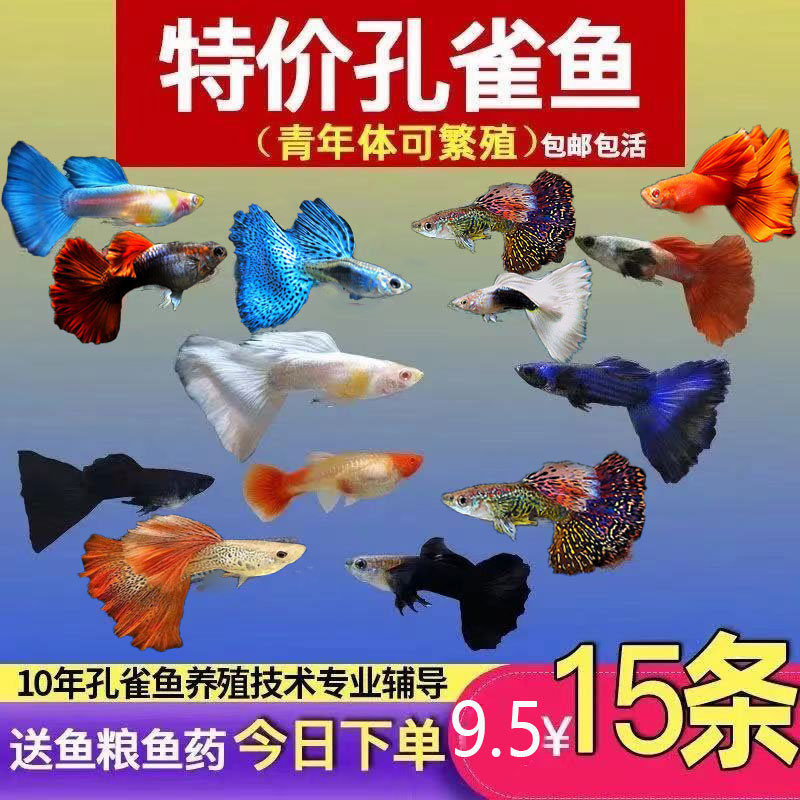 孔雀鱼纯种观赏鱼小型淡水好养热带鱼活体清道夫斑马金鱼繁殖鱼苗