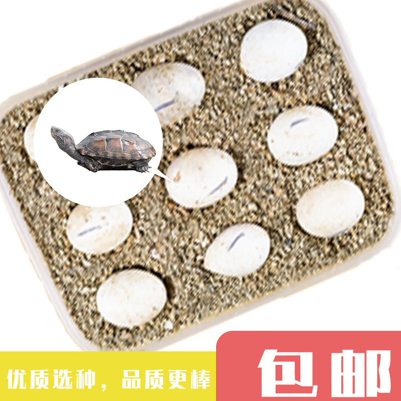 乌龟蛋可孵化小乌龟巴西龟中华草龟网红儿童学生宠物蛋活物受精蛋