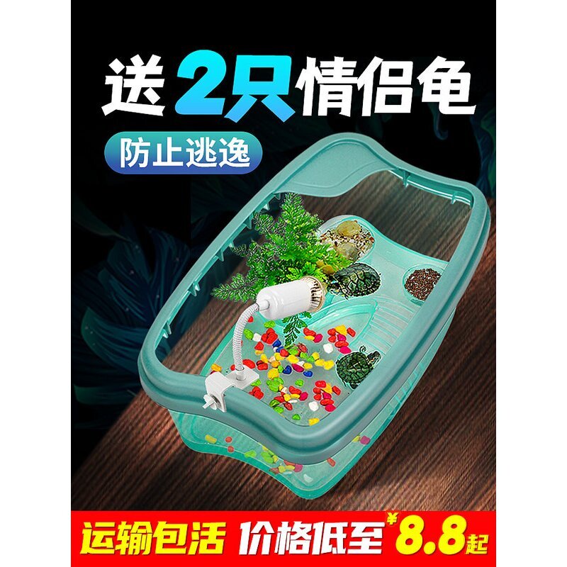 小乌龟活宠物观赏家养中华草龟珍珠巴西花龟小型好幼龟苗耐活体