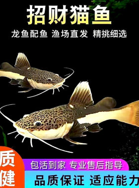 招财猫鱼活体红尾鲶鱼鸭嘴狗仔鲸底层鱼凶猛大型热带观赏鱼龙配鱼
