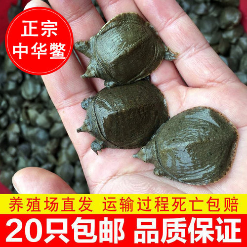 外塘甲鱼苗小甲鱼苗水鱼苗王八苗中华鳖生态养殖龙鱼活体饲料免邮