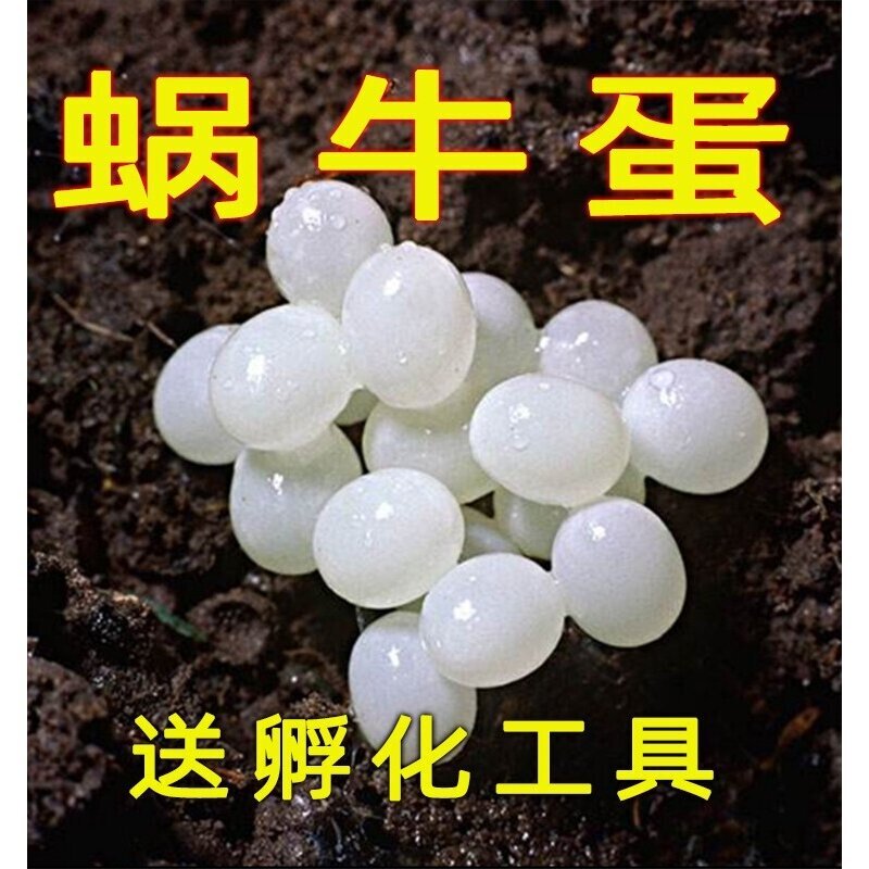 白玉蜗牛卵蜗牛卵可孵化卵蜗牛蛋有生命的卵能孵化蜗牛蛋套餐学生