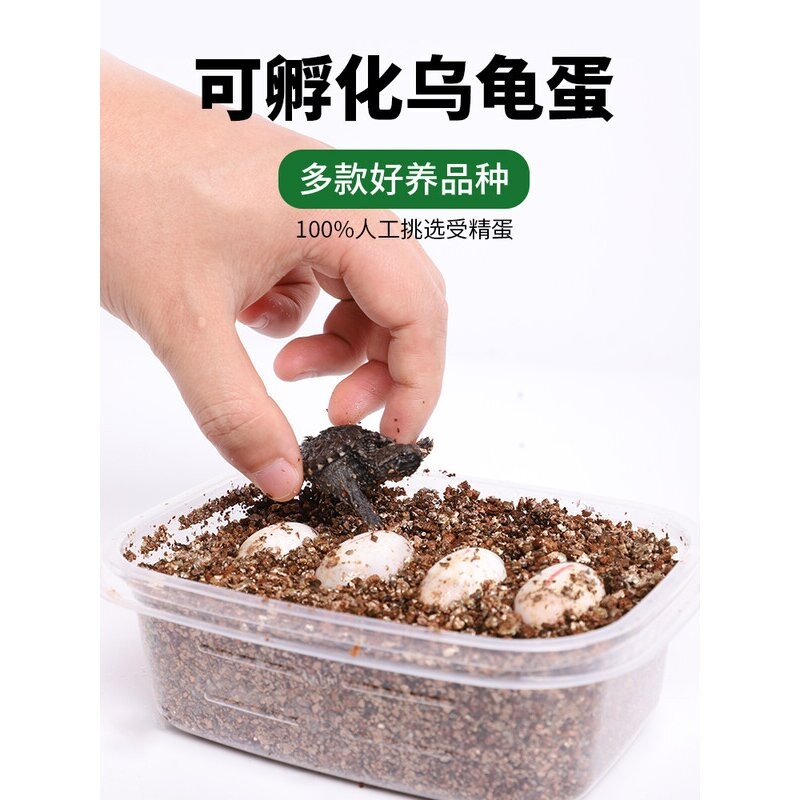 可孵化乌龟蛋鳄龟地图草龟活物巴西龟受精蛋活体墨龟火焰黄耳西锦