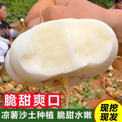 湖北凉薯新鲜地萝卜农家自种白地瓜水果凉薯现挖现发无渣脆甜多汁