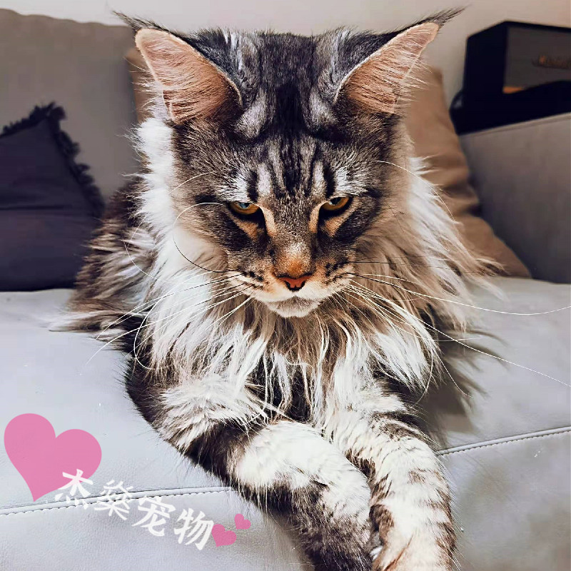 俄罗斯缅因猫大型宠物猫