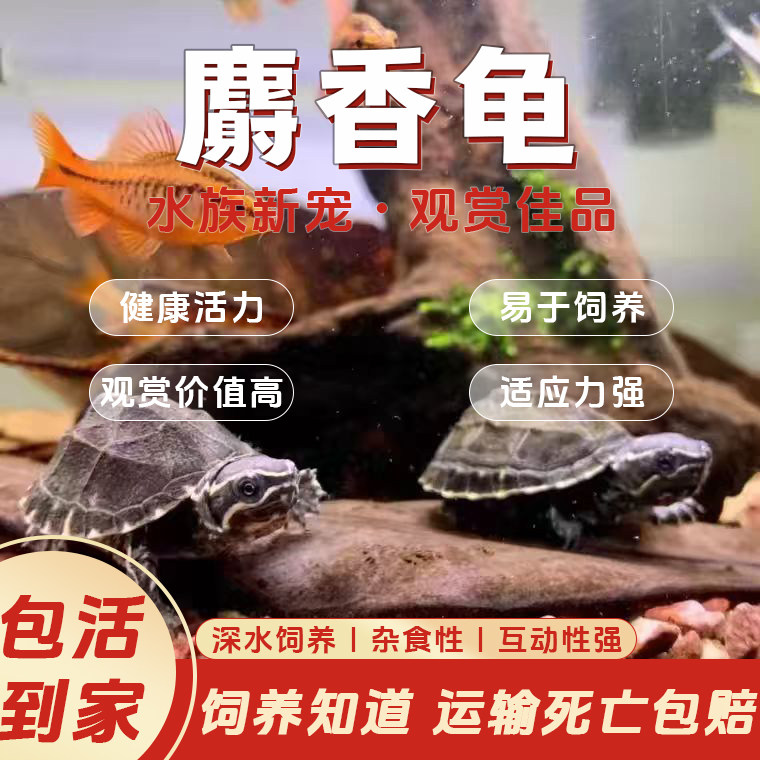 天下龟族麝香龟麝香蛋龟活物头盔龟剃刀龟乌龟苗观赏龟宠物龟网红