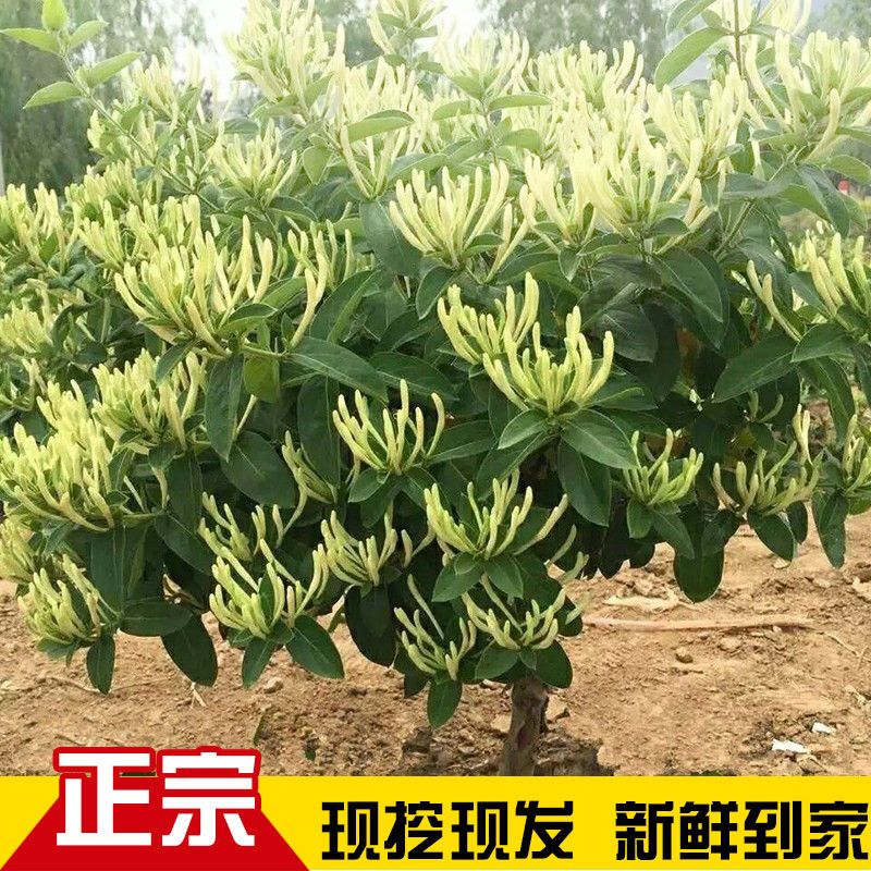 金银花苗盆栽树型黄白红花泡茶药用耐寒新品种金银花五彩阳台h