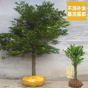 竹柏树苗大苗庭院驱蚊绿化老桩苗木耐阴好养四季常青阳台盆栽绿植