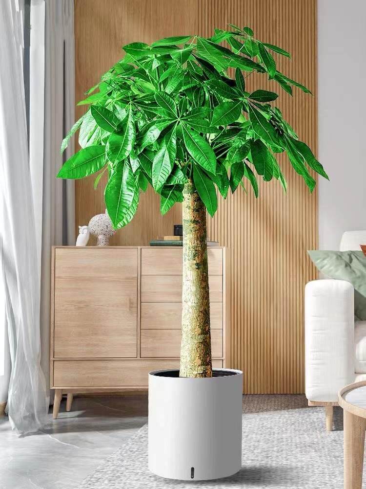 发财树摆客厅办公室大棵树独杆开业乔迁送礼老桩室内大型盆栽植