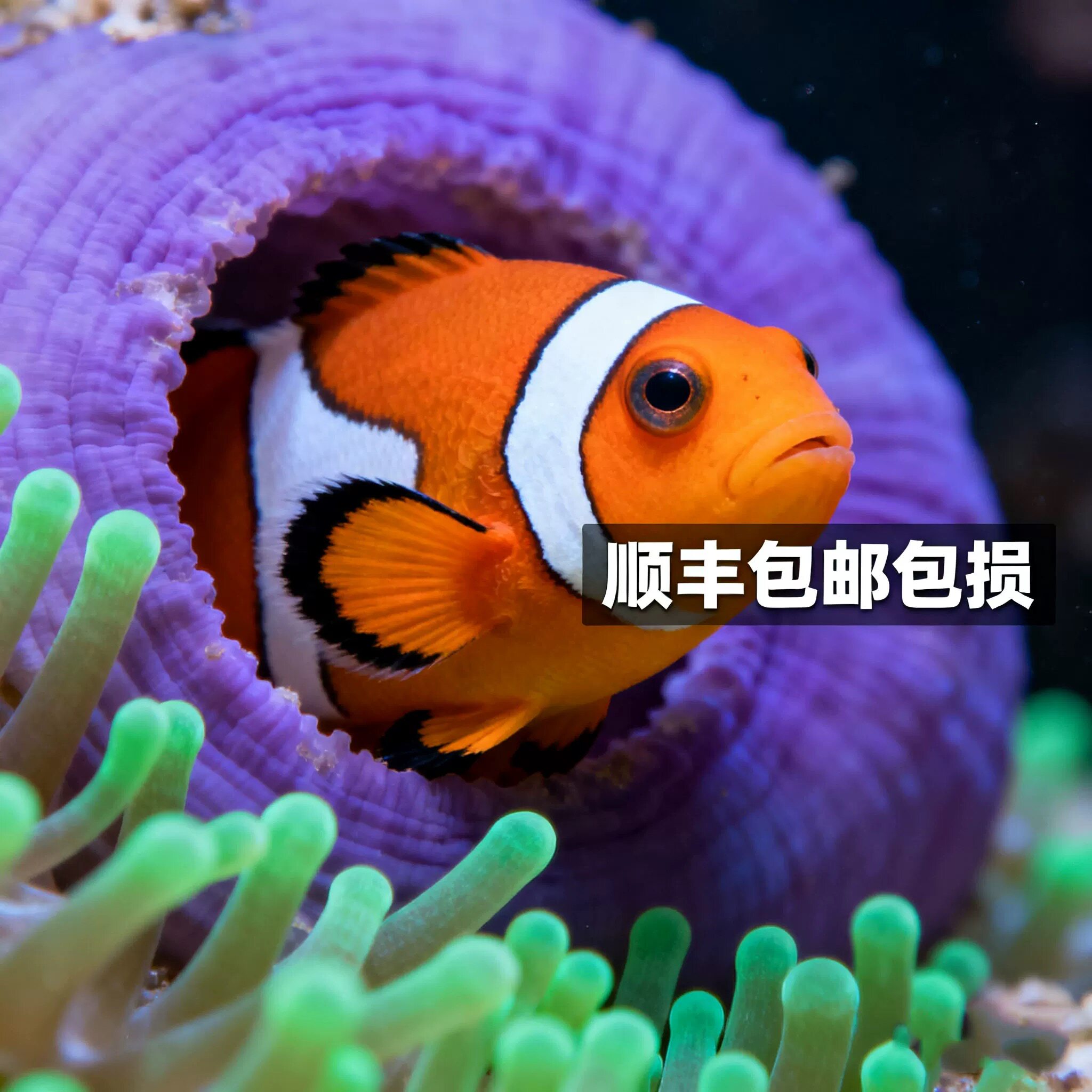 顺丰包邮小丑鱼活体鱼人工黑边公其它水族宠物