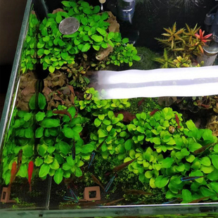懒人水草活体鱼缸造景小水榕椒榕沉木迷你淡水植物巴榕阴性无需CO