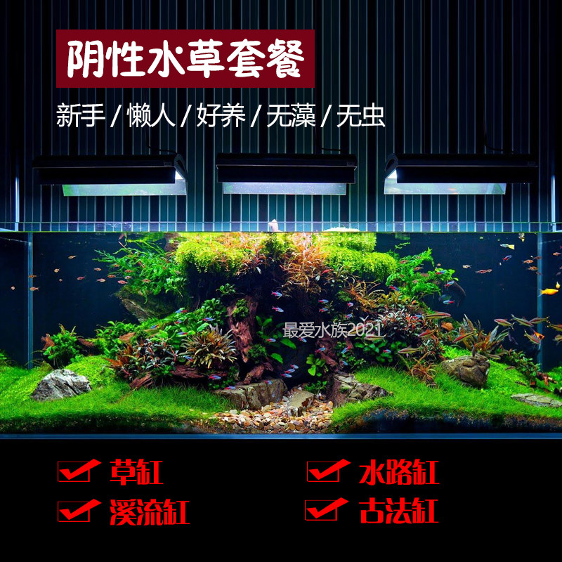 鱼缸草缸阴性水草植物造景溪流原生古法无碳易养椒草迷你矮珍珠