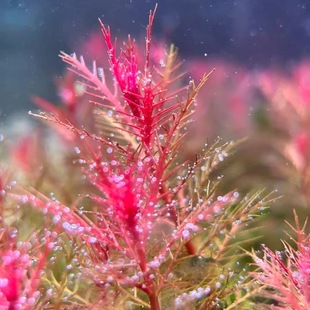 红雨伞水草鱼缸造景中后景草缸增氧搭配红色系活体淡水植物有茎类