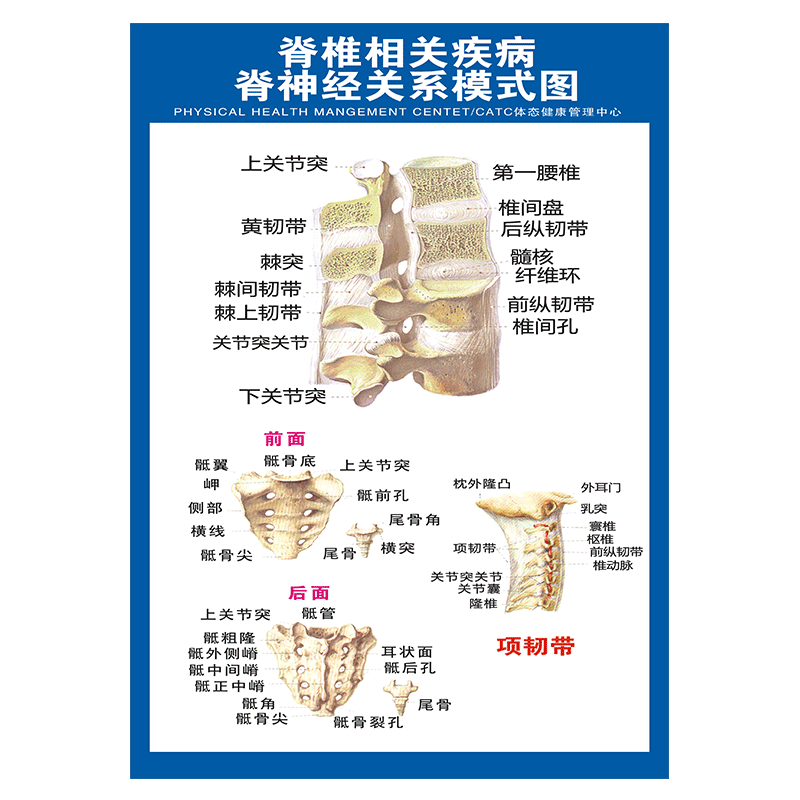 闽献背胶贴纸椎颈椎知识中医养生