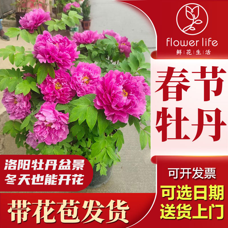 洛阳牡丹春节赏花年宵花过年