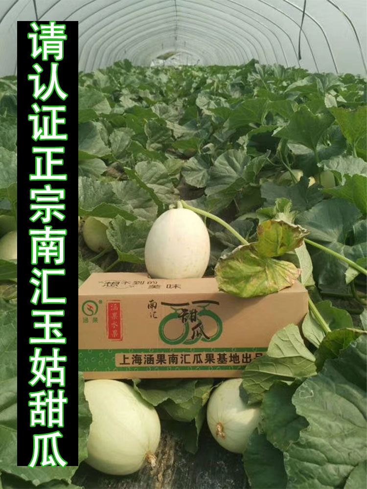 顺丰上海南汇玉菇甜瓜10斤装当季一整箱香瓜新鲜时令软糯香甜水果