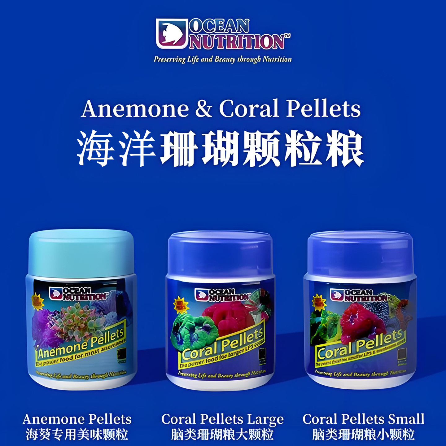 美国海洋大力丸海葵泡泡葵富士水晶糖果脑甜甜圈飞盘纽扣脑珊瑚粮