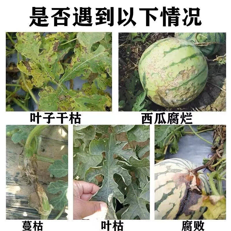 西瓜肥料专用肥坐果灵保花保果防裂防裂控旺水果复合肥增甜剂3袋