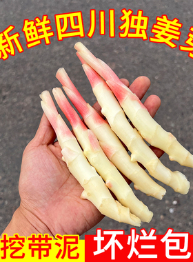 四川嫩姜鲜嫩新鲜生姜嫩姜鲜姜新鲜嫩仔姜嫩乐山现挖嫩子姜泡菜姜