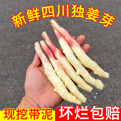 四川嫩姜鲜嫩新鲜生姜嫩姜鲜姜新鲜嫩仔姜嫩乐山现挖嫩子姜泡菜姜