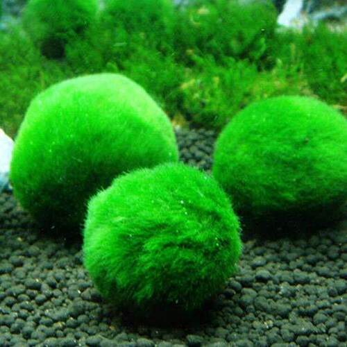 2-3cm Moss Balls Live Aquarium Plants Algae Fish Shrimp Tank
