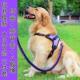 large dogs chain leash set collar medium harness Dog walking