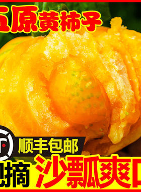 【顺丰包邮】内蒙古五原黄色西红柿新鲜水果沙瓢黄柿子自然熟番茄