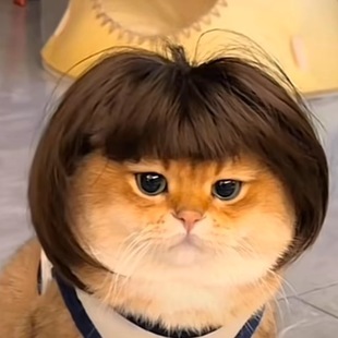 猫咪假发宠物猫头发狗狗头套头饰发型COS坤坤同款 搞笑奶奶灰帽子