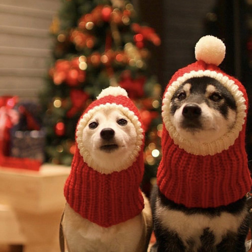 柴犬新年小红帽宠物猫咪狗金毛